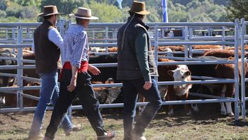 La calidad de la hacienda presente, fue algo que sorprendió a los organizadores. | LM Neuquen La calidad de la hacienda presente, fue algo que sorprendió a los organizadores.