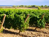 El vino es el segundo producto orgánico argentino exportado de origen vegetal. Foto: Freepik