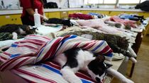 La Municipalidad de Neuquén realizó otra jornada de castraciones, en esta oportunidad de gatos y gatas.