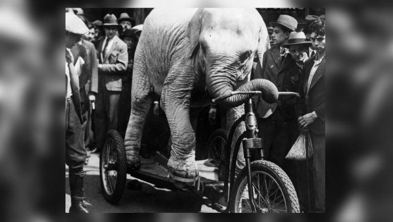 El triste final de Topsy, la elefanta de circo que fue electrocutada en la guerra de las corrientes