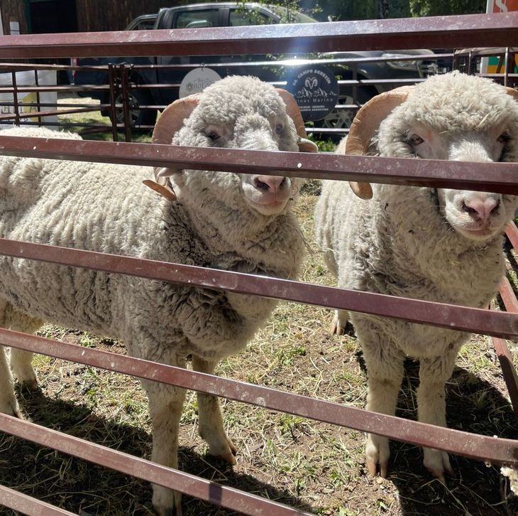 En Neuqu&eacute;n, hay 300 productores que certificaron Prolana. Foto: gentileza.