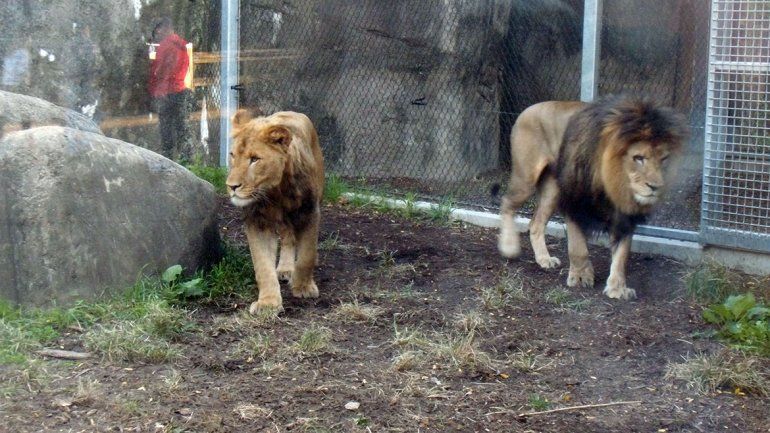 Leona asesinó a su macho