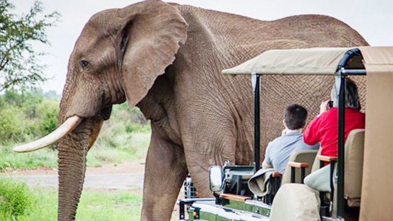 Un cazador neuquino murió luego de ser perseguido y aplastado por un elefante