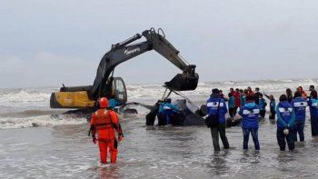 intenso trabajo para rescatar una ballena encallada en mar del tuyu