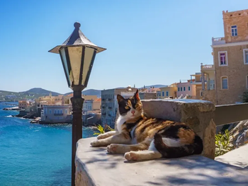 Buscan voluntarios para vivir gratis en una isla de Grecia que se ocupen de cuidar gatitos 5 horas al día: cómo anotarse Buscan voluntarios para vivir gratis en una isla de Grecia que se ocupen de cuidar gatitos 5 horas al día: cómo anotarse