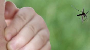 La preocupación por el dengue crece con un brote histórico. La preocupación por el dengue crece con un brote histórico.