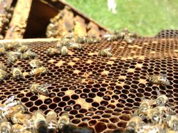 Abejas removiendo cría infectada: un instinto defensivo que revela la gravedad de la loque americana en colmenas patagónicas, con potencial propagación vía enjambres. Abejas removiendo cría infectada: un instinto defensivo que revela la gravedad de la loque americana en colmenas patagónicas, con potencial propagación vía enjambres.