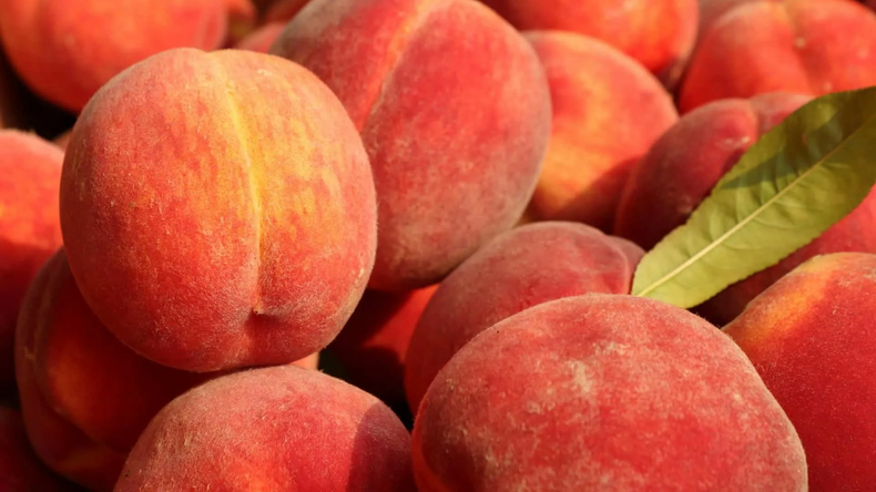 Argentina se posiciona entre los países con mayor potencial de crecimiento para la producción de duraznos y nectarines.