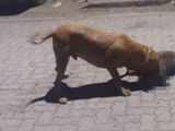 El último domingo, el pitbull de color marrón y unos 35 kilos fue filmado cuando atacó y mató a un pequeño perrito negro.  