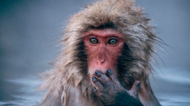 &nbsp;Macaco japonés