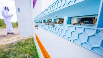 colmenas con ia: el futuro de la polinizacion colmenas con ia: el futuro de la polinizacion