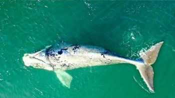 una ballena pseudo albina sorprendio en las grutas una ballena pseudo albina sorprendio en las grutas