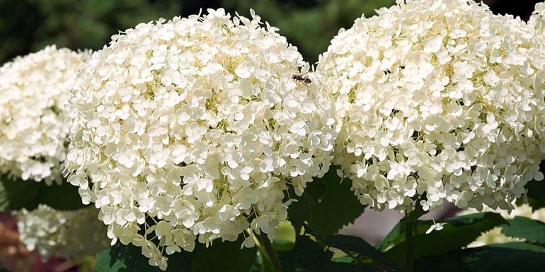 La cascada de flores blancas que transforma el jardín en pleno invierno La cascada de flores blancas que transforma el jardín en pleno invierno
