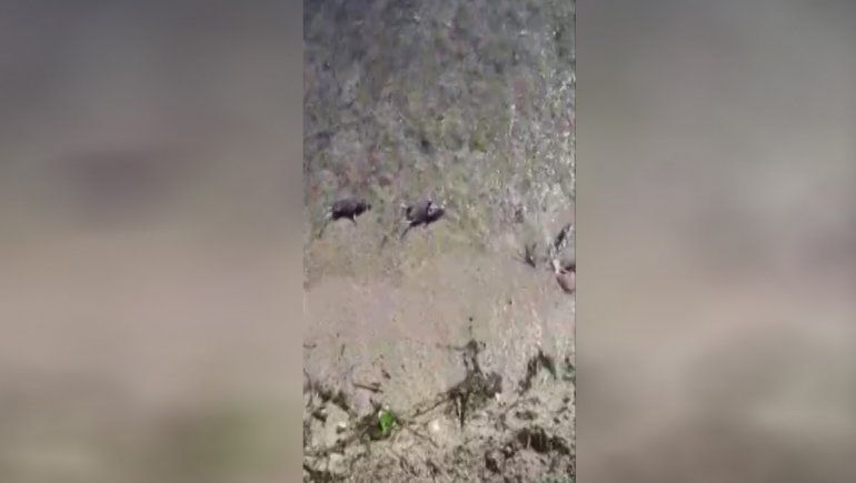 Aparecen roedores muertos a la orilla del lago Nahuel Huapi