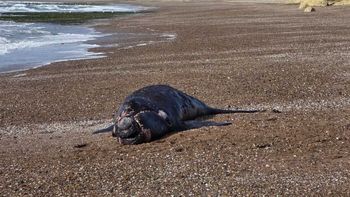 Apareció un ballenato muerto en Puerto Madryn. Apareció un ballenato muerto en Puerto Madryn.