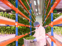 Edificios de pisos y pisos con cultivos que crecen sin tierra, sin condiciones climáticas favorables y en medio de las ciudades. Edificios de pisos y pisos con cultivos que crecen sin tierra, sin condiciones climáticas favorables y en medio de las ciudades.