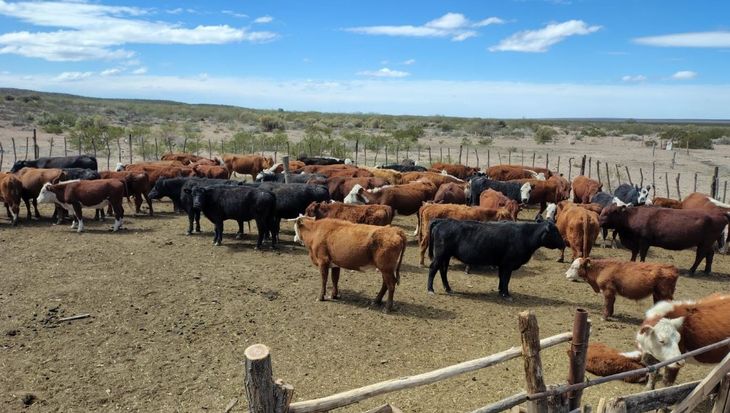 "Ocurrencia desconectada de la realidad": Organizaciones rurales rechazan la TAMBA impulsada por una legisladora de Unión por la Patria. "Ocurrencia desconectada de la realidad": Organizaciones rurales rechazan la TAMBA impulsada por una legisladora de Unión por la Patria.