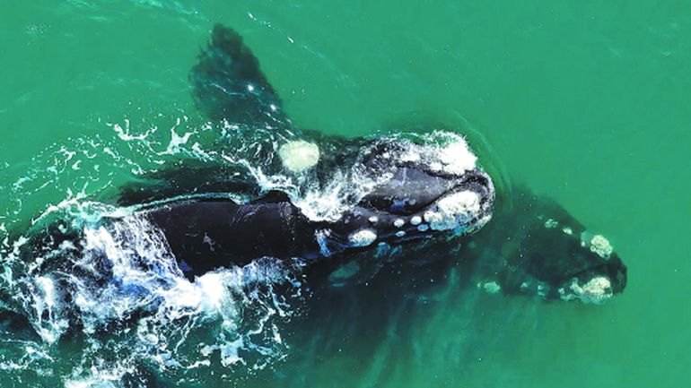 La ballena franca austral tiene callosidades en la cabeza que la hace única. (foto Sebastián Leal) La ballena franca austral tiene callosidades en la cabeza que la hace única. (foto Sebastián Leal)