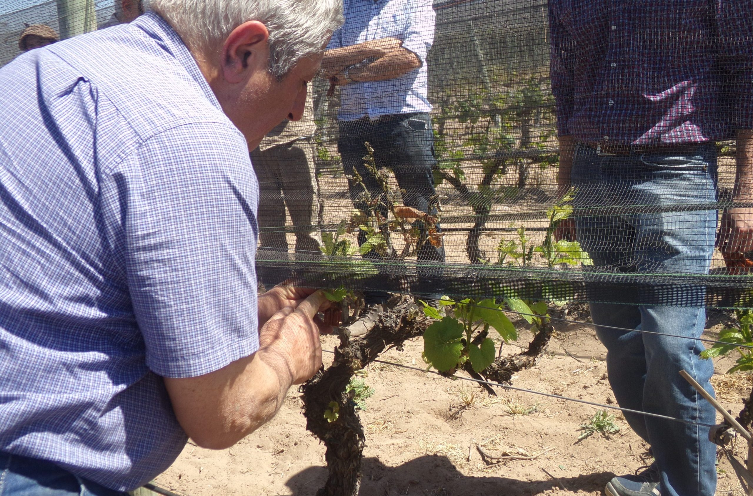Se trata de la primera etapa del operativo que este año involucrará a más de 9.000 productores y 130.000 hectáreas de viñedos.