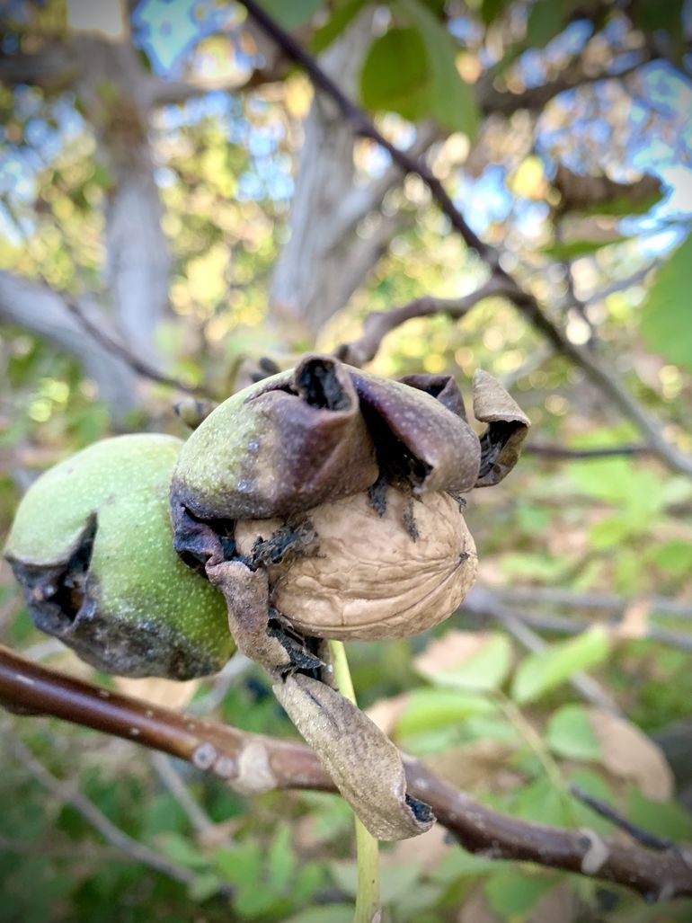 Entre abril y mayo es la cosecha de nuez en la región. Neuquén tiene 306 hectáreas plantadas con buen mercado interno y la expectativa de consolidar la exportación.