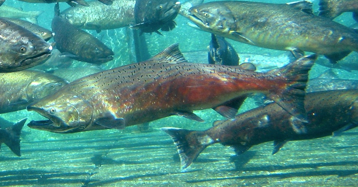 La pesca deportiva del Chinook genera un flujo turístico significativo hacia destinos como El Chaltén, Corcovado, Carrenleufú y Lago Puelo. La pesca deportiva del Chinook genera un flujo turístico significativo hacia destinos como El Chaltén, Corcovado, Carrenleufú y Lago Puelo.