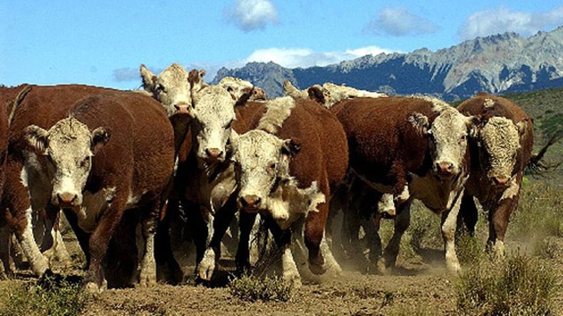 Los ganaderos de la Patagonia, a la espera de definiciones por parte del SENASA.