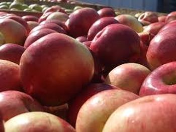 Se abre una buena oportunidad comercial para las manzanas de las Países Bajos.