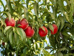 Durazno Melox 26 destacó por su crocancia, frescura y sabor. Durazno Melox 26 destacó por su crocancia, frescura y sabor.