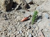 La araucaria araucana es un árbol originario de la Cordillera de los Andes, cuyo fruto es conocido como&nbsp;piñones.&nbsp;
