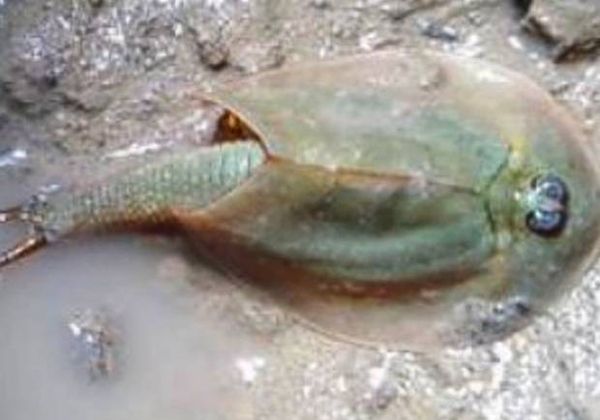 Hallan cascarudos de hace 250 millones de años en San Luis