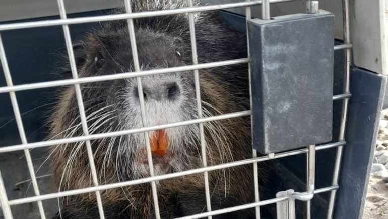 Llegó nadando y sorprendió a todos en el tradicional paseo del Canalito en Roca