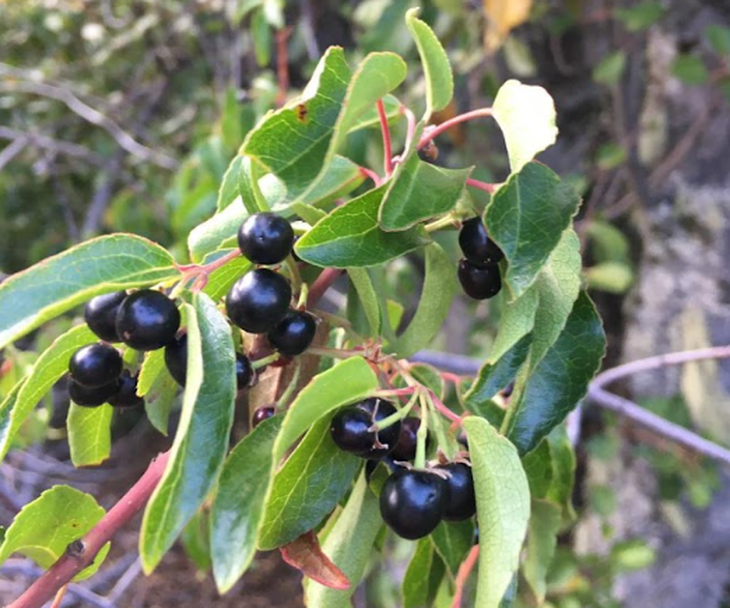 Pequeño pero potente: Estas bayas oscuras superan al arándano en capacidad antioxidante y beneficios para la salud. Pequeño pero potente: Estas bayas oscuras superan al arándano en capacidad antioxidante y beneficios para la salud.