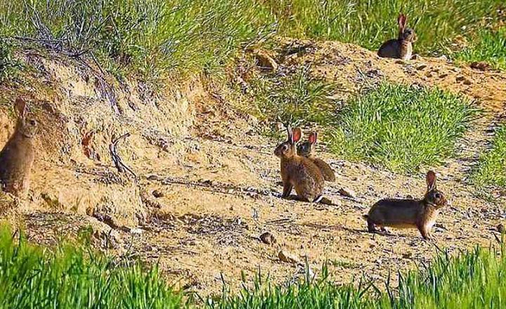 Repelentes naturales como el ajo y la lavanda ayudan, pero deben replicarse tras cada lluvia o riego. Repelentes naturales como el ajo y la lavanda ayudan, pero deben replicarse tras cada lluvia o riego.