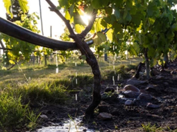 Napa riega con aguas residuales tratadas y mantiene calidad premium: 4.000 ha ya lo demuestran en 2025. Napa riega con aguas residuales tratadas y mantiene calidad premium: 4.000 ha ya lo demuestran en 2025.