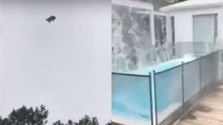 Indignación en las redes: tiraron un animal desde un helicóptero a una piscina
