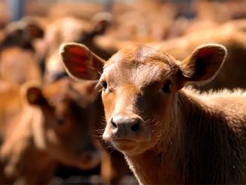 Con casi un millón menos de animales movilizados, crece la retención en los campos y cambia el rol de los feedlots en la producción.