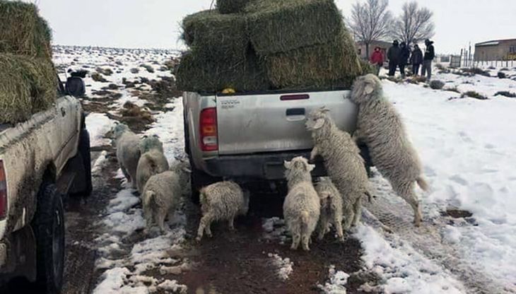 Tanto los gobierno de Río Negro como Neuquén están repartiendo fardos a los ganaderos para paliar la escasez de alimentos en los campos. Tanto los gobierno de Río Negro como Neuquén están repartiendo fardos a los ganaderos para paliar la escasez de alimentos en los campos.