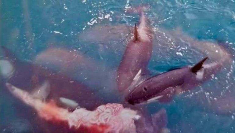 El fotógrafo Maxi Jonas captó el momento del ataque al ballenato en Puerto Madryn.