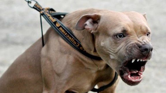 Los narcos de la provincia de San Juan se protegen de la Policía con el accionar de los perros, tanto para escapar como para deshacerse de la droga.