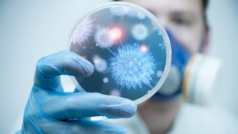 Un nanocuerpo de las alpacas bloquearía la infección del COVID