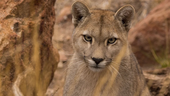 El puma sorprendió a los turistas en El Chaltén El puma sorprendió a los turistas en El Chaltén