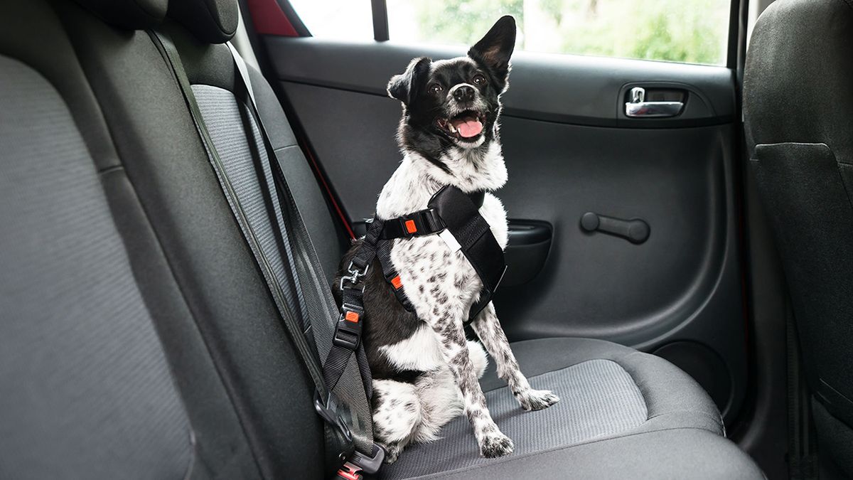 viajar con perros y gatos en auto