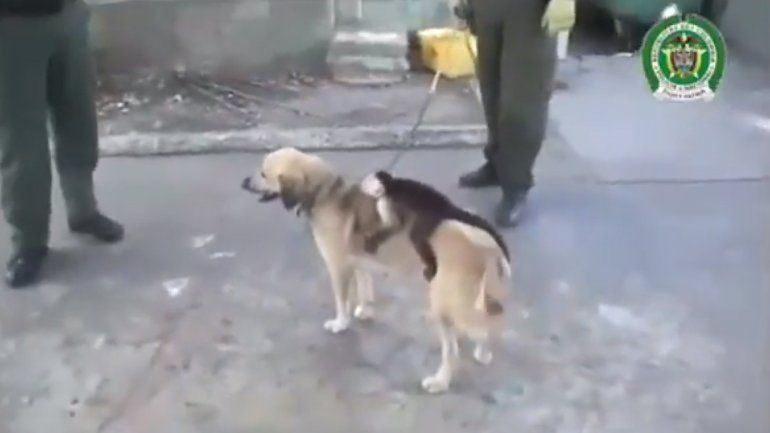 ¡Qué ternura! Mirá a la perra que adoptó y amamantó a un monito