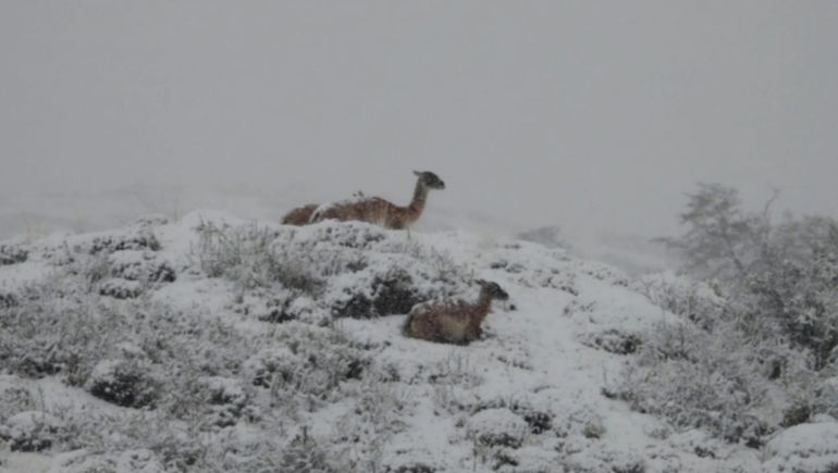 Una de las fotos que tomaron los guardaparques Samanta Subires y Federico Piasentini durante sus recorridas en el crudo invierno del Parque Los Glaciares
