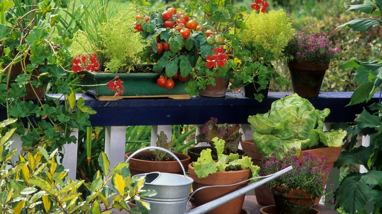 Tres plantas ideales para sembrar en enero y disfrutar de frutos y flores