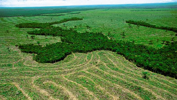 la agricultura destrozo los bosques la agricultura destrozo los bosques
