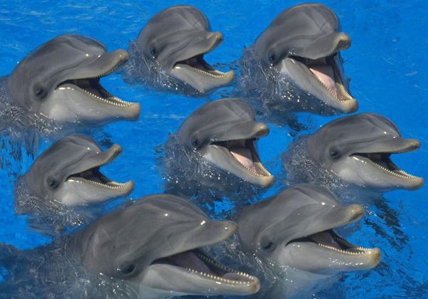 Las redes sociales de los delfines