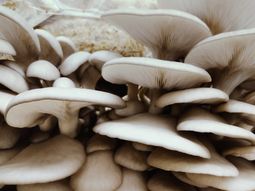 El CONICET logró un gran avance: convirtió residuos de cervecerías en deliciosos hongos comestibles. Foto: Conicet. El CONICET logró un gran avance: convirtió residuos de cervecerías en deliciosos hongos comestibles. Foto: Conicet.