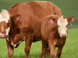 La hacienda no sigue el ritmo de la inflación y el novillo en lo que va del año aumentó alrededor del 30%. La hacienda no sigue el ritmo de la inflación y el novillo en lo que va del año aumentó alrededor del 30%.