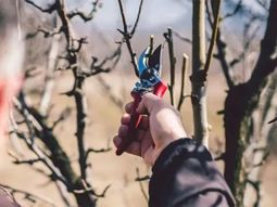 Podrán acceder quienes tengan plantaciones de pepita, carozo, cereza y frutos secos. Podrán acceder quienes tengan plantaciones de pepita, carozo, cereza y frutos secos.
